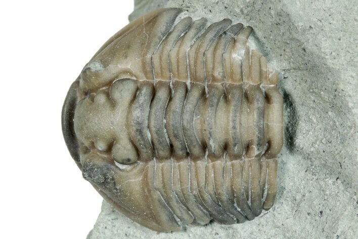 Bargain, Flexicalymene Trilobite Fossil - Indiana #289981